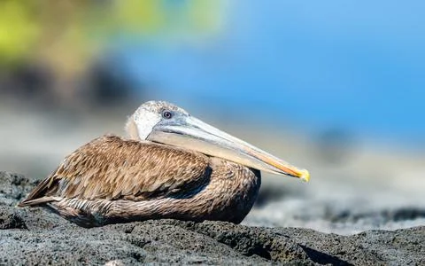 Galapagos Pelican Stock Photos