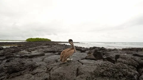 Galapagos pelican resting on volcanic rocks in Ecuador 스톡 동영상 310191153
