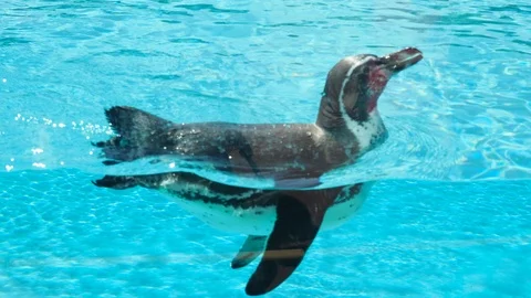 Galapagos penguin 2 Stock Footage 93116011
