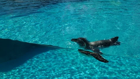 Galapagos penguin 3 Stock Footage 93116123