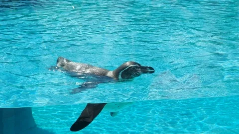 Galapagos penguin Stock Footage 93116172
