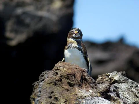 Galapagos Penguin Stock Photos