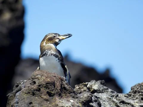 Galapagos Penguin Stock Photos