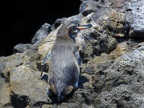 A Galapagos Penguin Stock Photos