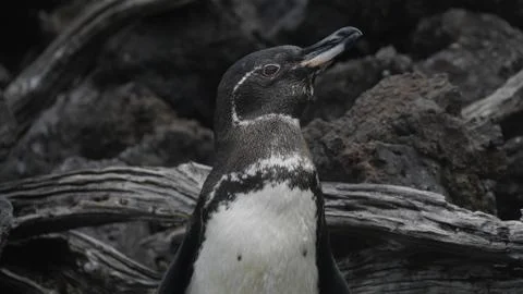 Galapagos penguin Stock Photos