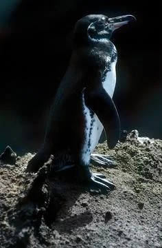 Galapagos penguin Stock Photos