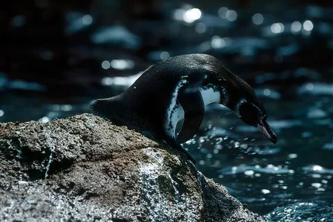 Galapagos penguin Foto stock