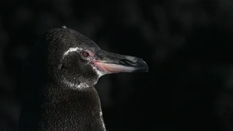 Galapagos penguin in profile Stock Footage 111275514
