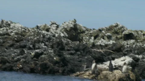 Galapagos Penguins c Stock Footage 758217