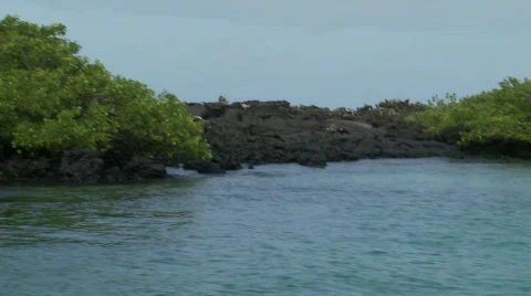 Galapagos penguins Stock Footage 772532