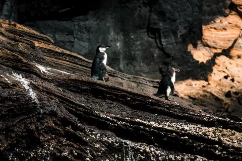 Galapagos Penguins on Rugged Cliffs Stock Photos