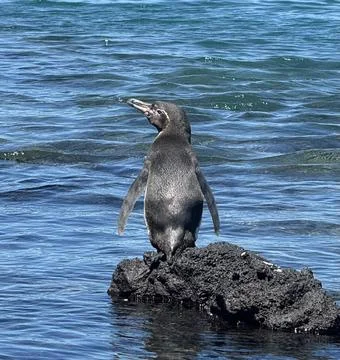 Galapagos Pinguin Stock Photos