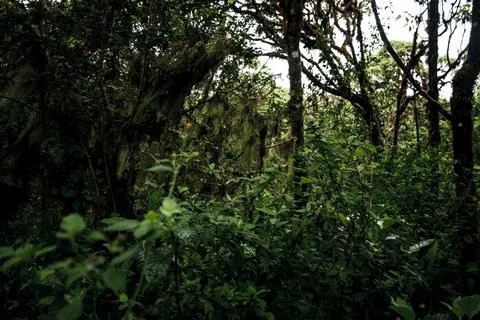 Galapagos Rainforest Interior Stock Photos
