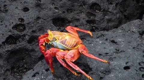 Galapagos Red Crab 1 (FULL HD 1080)  動画素材 1068342