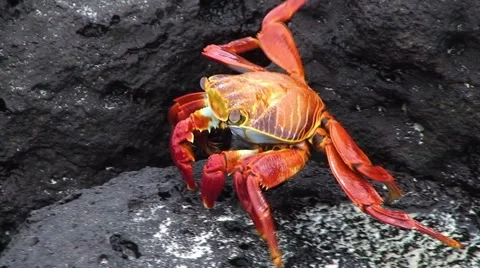 Galapagos Red Crab 2 (FULL HD 1080) Stock Footage