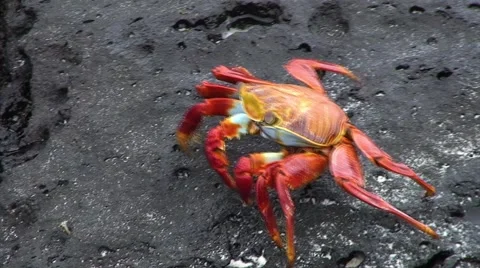 Galapagos Red Crab 3 (FULL HD 1080) 動画素材 1068330