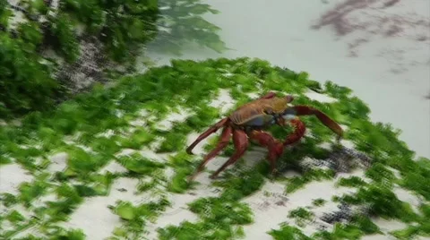 Galapagos Red Crab 5 (FULL HD 1080) Stock Footage 1068315