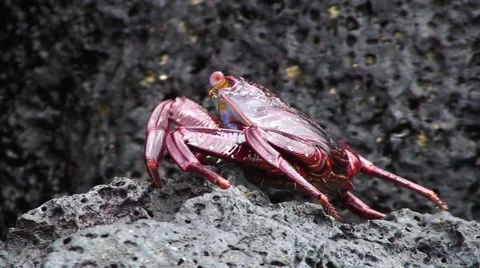 Galapagos Red Crab 6 (FULL HD 1080) Stock Footage 1068312