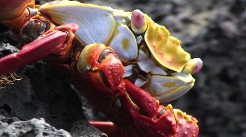 Galapagos Red Crab 7 Close Up (FULL HD 1080) Stock Footage 1068311