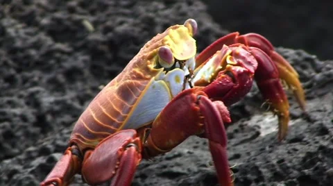 Galapagos Red Crab 8 Close Up (FULL HD 1080) 動画素材 1068307