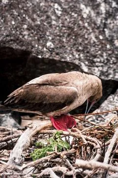 Galapagos Red-Footed Booby Nesting Stock Photos