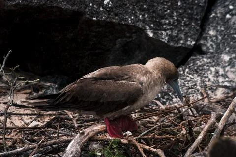 Galapagos Red-Footed Booby Nesting Scene Stock Photos