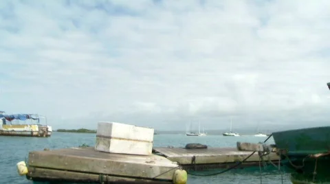 Galapagos sea lion on a float Stock Footage 758378