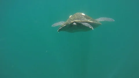 Galapagos Sea Turtle Stock Footage 101600015