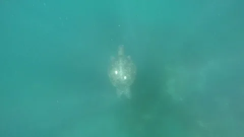 Galapagos Sea Turtle Stock Footage 101600104