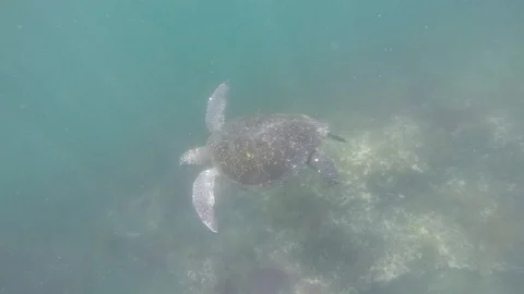 Galapagos Sea Turtle Stock Footage 101600337