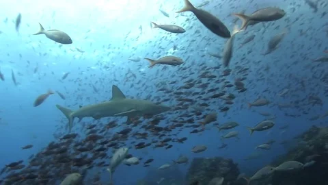 Galapagos shark Stock Footage 78473920