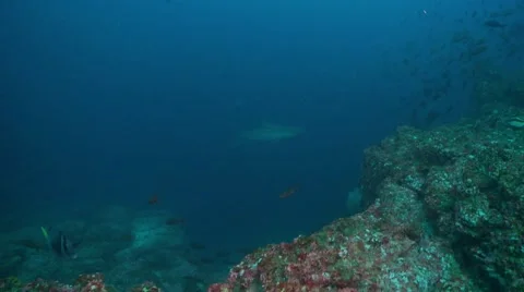 Galapagos shark school of fish Video stock 55126027