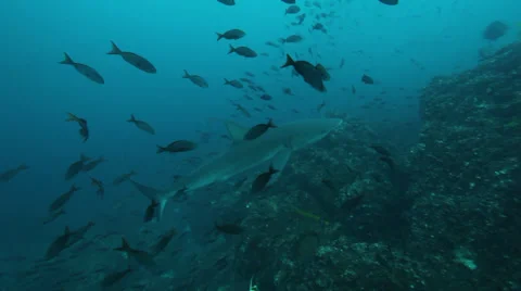 A galapagos shark swims up the reef from deep water Vídeo Stock 34758310