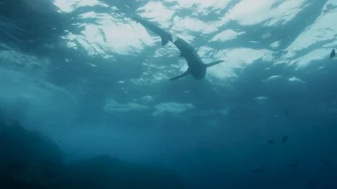 Galapagos Sharks from below Stock Footage 76688434