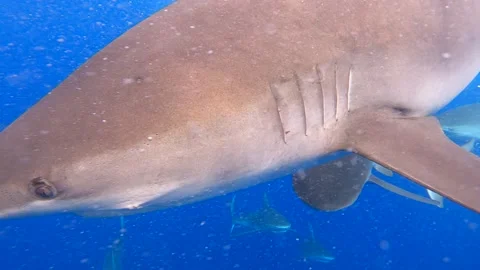 Galapagos Sharks close up Video stock 157503858