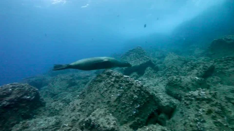 Galapagos Sharks Stalking Seals camera moving forward Stock Footage