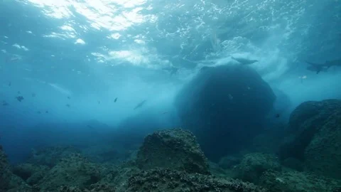 Galapagos Sharks swimming past seals Stock Footage
