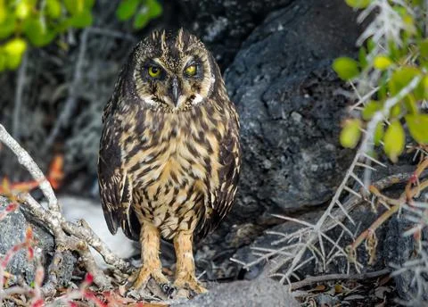 Galapagos Short Eared Owl Stock Photos