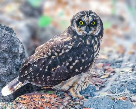 Galapagos Short Eared Owl Stock Photos
