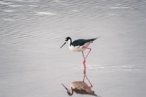 .Galapagos Stilt Elegantly Wading Stock Photos