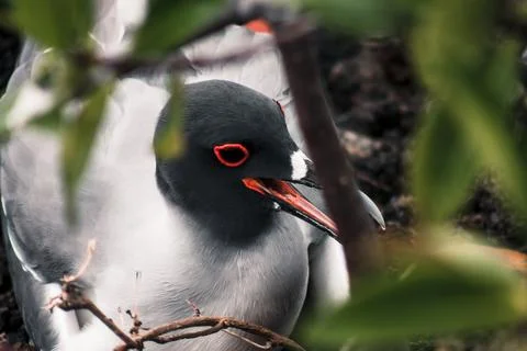 .Galapagos Swallow-Tailed Gull Nesting in Mangroves Stock Photos