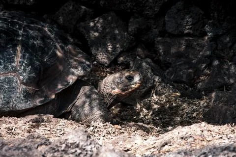 Galapagos Tortoise Basking in Sunlight Stock Photos