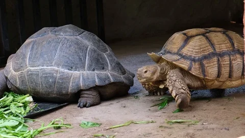 Galapagos tortoise. Big turtle. The concept of animals in the zoo. Stock Footage 113333593