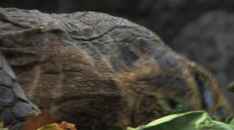 Galapagos Tortoise Chewing Leaves Видео 10683742