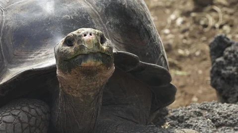 Galapagos Tortoise Close Up Stock Footage 58353653