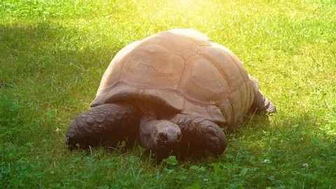 Galapagos tortoise complex or Galapagos giant tortoise complex (Chelonoidis n Stock Footage 113358425