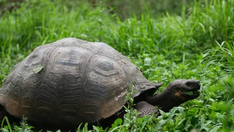 Galapagos Tortoise Complex Or Galapagos Giant Tortoise Complex Vidéo 347822071