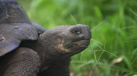 Galapagos Tortoise Craning Neck Stock Footage 58354038