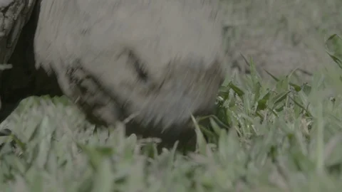 Galapagos tortoise eating grass Stock Footage 108724594