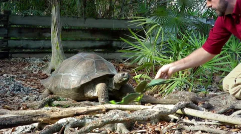 Galapagos Tortoise feeding on cactus (provided by mouth by willing participant!) Stock Footage 25485911